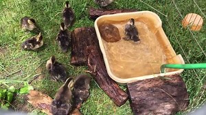 113 reactions · 18 shares | Our Mallard ducklings are growing up fast and enjoying their time outside by the pool! | Wild Care Cape Cod | Facebook