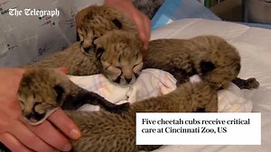 Footage shows five precious cheetah cubs that were born by a rare C-section receiving critical care and TLC from staff at the Cincinnati Zoo. | The Telegraph