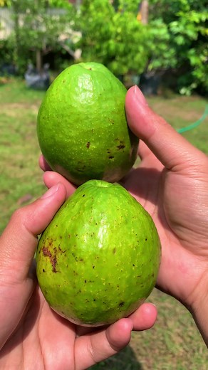 Avocado coffee late ala indonesia #avocado | Oto Uchida Grow
