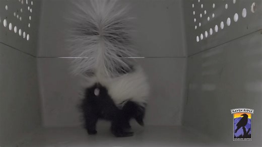 Our sincere apologies, to our favorite "stink'en" friends the Striped Skunk! We are still pretty "stink'en" here at the center, and this morning our friend is not very happy with us. We missed the recondition of one of our sassiest patients that we admit here. 🦨 Each skunk has their own "Spicy/Sassy" attitude, and this little girl is exhibiting the classic signs of being agitated. Currently, we have almost 30 of these little puffballs of attitude in our care ( so we have to be extra quiet aroun