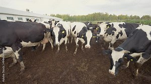 Adult cattle animals pasturing outside the husbandry facility. Cattle livestock animals grazing on a husbandry farm field. Cattle animals with yellow tags in ears enjoying fresh air.