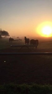 5.6K views · 229 reactions | King Ranch mares in the mist... | King Ranch Quarter Horses | Facebook