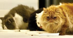 Kucing Parsi sensitif tempat kotor | Harian Metro