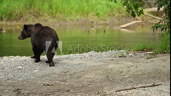 A mama grizzly bear (Ursus arctos horribilis) and her baby grizzly cub at the Atnarko River in search of spawning salmon in central coast of British Columbia at Bella Coola, Canada