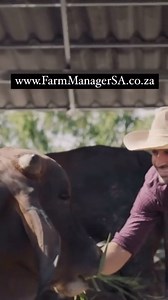 1.1K views · 16 reactions | Your dream job is a message away! ⭐️ Contact our team at Farm Manager SA today! To view our latest positions, click the link in our bio! #FarmManagerSA #FarmReel #FarmLife #DreamJob #Agriculture #AgriculturalRecruitment #FarmWorkSouthAfrica #FarmManagerJobs #JobSearch #CountryLiving #FarmReel #SouthAfrica | Farm Manager SA | Facebook