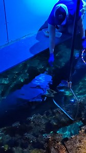 2.9K views · 46 reactions | Aquarist Sarah target feeds two sheepshead fish. #NCAFF #fish | NC Aquarium at Fort Fisher | Facebook