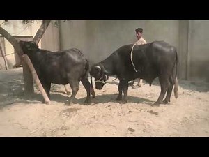 “Farm Education: Natural Cattle Breeding Process Explained”