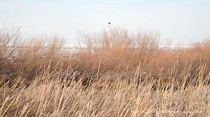 110 reactions · 42 shares | Happy Spring ... 'peeps'! (not the fluffy sugary kind) Shot yesterday at the tip of Leelanau County ... I went checking for ice and found spring! the last clip with a surprise finding. Interestingly the peepers all quit at the same time when the sun went behind a cloud and did not start up again that I could tell. Odd . . . clip date/id: 20140419-GtLhPeepersCompFin | Ken Scott Photography | Facebook