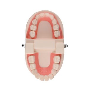 [Hot Item] Dental Teeth Teaching Model Kids Denture Model Tooth Model for Student