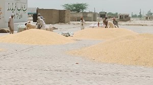 Current maiz condition in mandi #dairyfarming #DairyDiaries #dutchcattle | Dairy Diaries