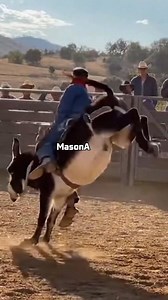 36K views · 448 reactions | The donkey's application for 'Rodeo Star' was accepted immediately.  The man’s application for 'Working Spine' has been declined. I’ve never seen a donkey hit the 'Eject' button so fast!  #fblifestyle | MasonA | Facebook