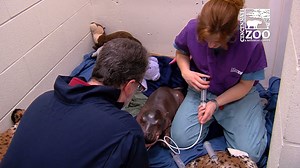 103K views · 1.3K reactions | Baby hippo update: The Cincinnati Zoo...