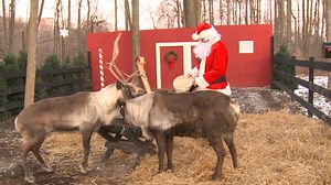 Reindeer webcam shows Santa online