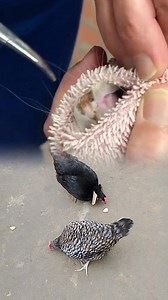 If a dog is infected with a botfly larva inside the tissue, several clear warning signs may appear, symptoms often include swelling, a small breathing hole in the skin, constant licking or scratching, and visible discomfort, early detection is critical to prevent serious infection and complications, prompt veterinary care can safely remove the larva and protect your dog’s health. #cat #catlife | Sunny Pets Loft