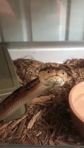 10K views · 391 reactions | One of our bushmasters (Lachesis muta) anticipating being fed. | Kentucky Reptile Zoo | Facebook