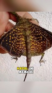 Draco Volans (Cekibar) | Spesies kadal yang bisa terbang. | Tag: #dracovolans #kadalterbang #draco #cekibar #cekibarjawa #cecakterbang #lizard #Wildlife #wildlifephotography #faktamenarik #faktaunikdunia #reelsvideo | Porco Project
