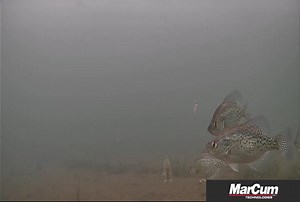 2.2K views | MarCum Technologies on Reels | Facebook