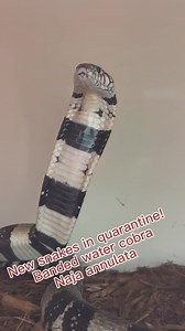 34K views · 493 reactions | Kentucky Reptile Zoo on Reels | Facebook