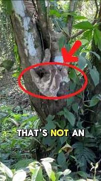 Funniest Sloth Facts You Never Knew! 🦥💓