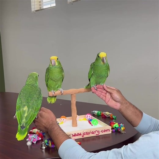 Double yellow-headed Amazon babies will soon be ready for their forever homes 🥰🐣 The sweetest little birdies 💕 • •For questions please see our website or call us!! (www.Jcaviary.com) 512-956-0937 No texting/dms💕 • • #dyhamazon #amazonparrot #doubleyellowheadedamazon #amazonparrots #amazonparrotsofinstagram #babyamazonparrot #yellowheadedamazon #freeflightbirds #birdtraining #birdtricksdiet #engagednotcaged #amazonaoratrix #birdbreeder #birdlovers #trainedparrot | JC Aviary