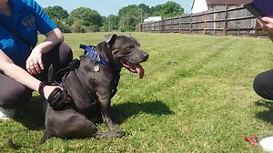 Staffie and Stray Rescue on Reels