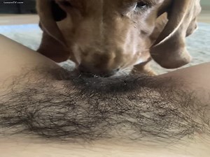home alone teen makes dog lick hairy pussy
