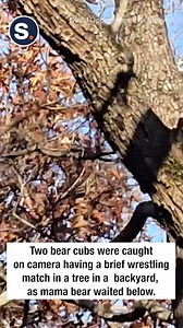 6.9K views · 87 reactions | Probably not the best spot to be wrestling! | storyful | Facebook