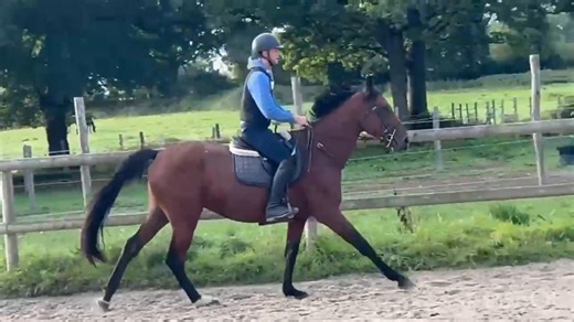 5.6K views · 39 reactions | ⚡️ Remise en route pour Largo qui avait juste été débourré à 2 ans : une crème  !!!!!! Hongre SF de 4 ans par Good pleasure Semilly avec une mère ayant sauté 1m35 ⚡️ Il est tout juste débourré mais très sympa. Grosse qualité et super locomotion. Pour pro ou amateur. 1m68 environ. Pour CCE ou CSO. ‍⚕️ Visite parfaite 12 clichés septembre 2025 ☎️ Contact Haras des Hayes 06 82 74 32 47 | Haras des Hayes | Facebook