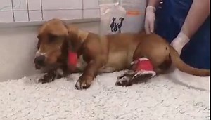 IDIOPATHIC GENERALISED TREMOR SYNDROME Idiopathic generalised tremor syndrome is a condition in which a dog may develop a sudden marked intention tremor of the head and limbs that worsens with exercise, stress and excitement, but disappears with sleep. Commonly affected breed include WHWT, Cocker spaniel and Maltese. The syndrome is occasionally associated with vestibullocerebellar signs such as head tilt and/or tremor of the eyeball (opsoclonus) as seen in this video sent to us at Vet Oracle Te