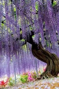 colors of Wisteria | Beauty of Nature & Wildlife