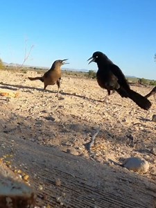 Boat-tailed Grackle Courtship Display: How He Tries to Impress a Female