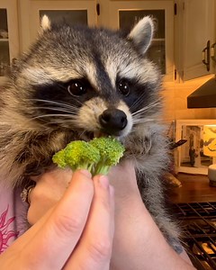 A friendly reminder to *try* and make healthier choices 🥦🦝 | Furry Tails