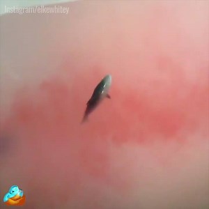 Puppy stranded in shark infested waters.🐶🦈🦈🦈😧 Thanks @elkewhitey | Oomy