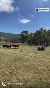 1.7K views · 109 reactions | Mustering cattle | Beloka Kelpie Stud | Facebook
