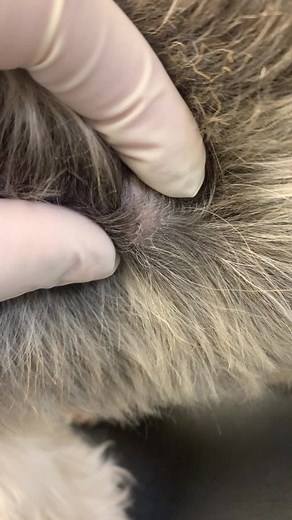 #dogpimples #pimplepopping #doggroomer #dog #pimple