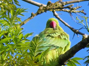 Wild parakeets invade two quiet Derby streets as city becomes unlikely hotspot for bright green birds