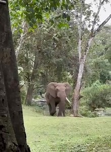 2.2K views · 127 reactions |  Elephant sighting, Mt Kenya Forest  Video Credit: Rhino Ark Kenya Charitable Trust / Wilder Institute Calgary Zoo Mountain Forest Conservation Partnership #ElephantConservation #WildlifeConservation | Mount Kenya Trust | Facebook