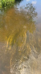 The Glorious river Wensum is one of only 200 chalk streams worldwide. The Wensum is fed from a natural chalk Aquifir under the County, and beams with wildlife, we're so lucky it flows through the heart of Pensthorpe | Pensthorpe