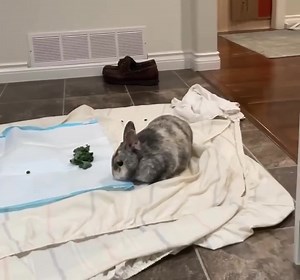 5.7K views · 187 reactions | Another Sick Bunny Fund update:...