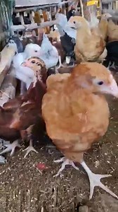 Heritage chicks are baby chickens from breeds that were popular before the mid-20th century, often referred to as "standard breeds". These chickens are known for their natural mating, long lifespans, and slow growth rate, making them a good fit for backyard flocks and small-scale farming. #farmmanagement #HeritageChicken | Cyan & Jiyah Free Range Chicken