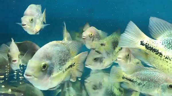 26 reactions · 3 comments | Quetzal Cichlid-Vieja melanurus aka synspilum What a magnificent fish this makes as an adult. With size comes a splendour of colours, definitely worth a google search. We have good number in stock, two different prices that reflect the size. Prices can be seen during this short video. Tel 01773 861255 | Wharf Aquatics | Facebook