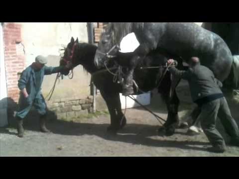 Horse Mating Huge Stallion