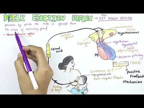 Milk Ejection Reflex - Physiology