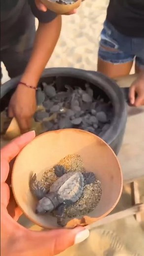 Set Free? Not Really… The Hidden Truth 🐢💔