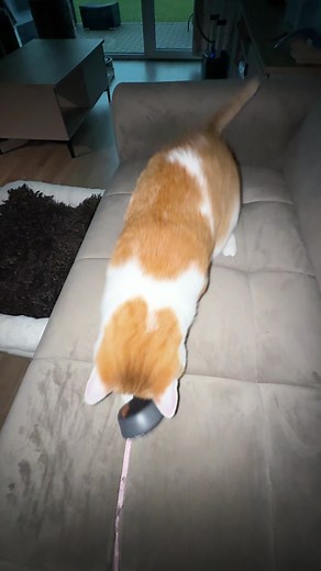 Amur Cat CS2 TikTok: best clips and where to find them