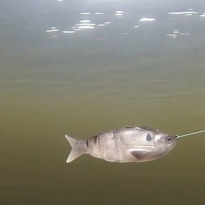 6K views · 77 reactions | Another sneak peak from a @lunkerhunt iCast 2019 hard hitter “The Gambit” Swimbait ☝ #teambassmanager | Bass Manager | Facebook