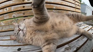 A fat gray cat lies on a bench and is touched by a human | Cats Meow