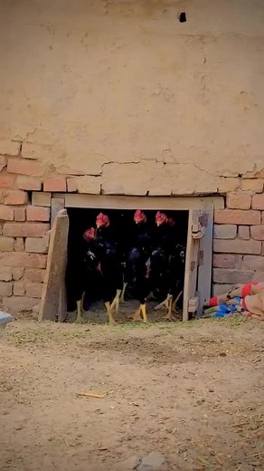 Aseel Murga: The Majestic Pakistani Chicken Breed