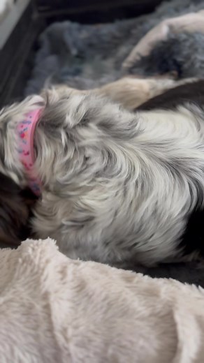 Betty is giving birth! Scroll down our Facebook page to get caught up on her rescue story ⬇️ | Camp Cocker Rescue