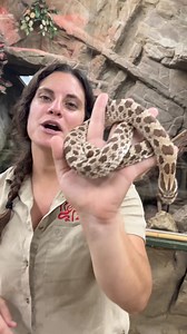 195K views · 4.8K reactions | Hognose Snakes are the cutest Snake in the Planet殺朗 | The Reptile Zoo | Facebook